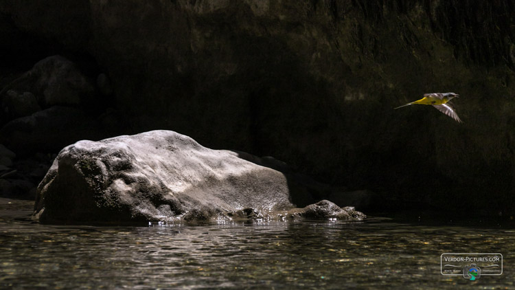 photo bergeronnette des ruisseaux verdon